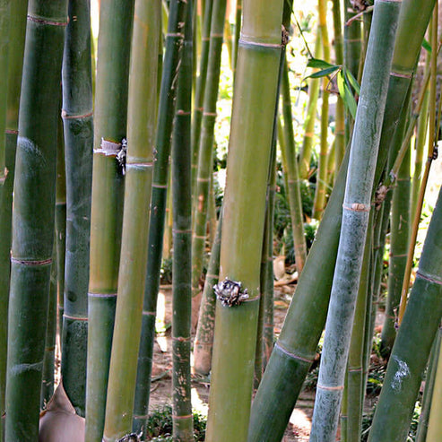 Giant Timber Bamboo | Plants Express