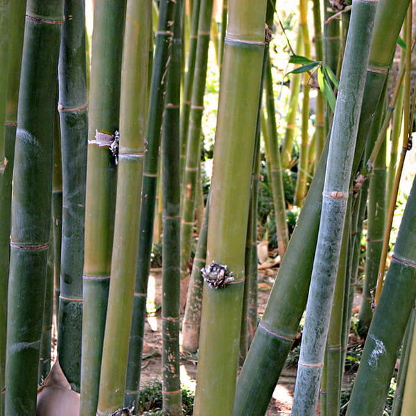 Giant Timber Bamboo Plants Express