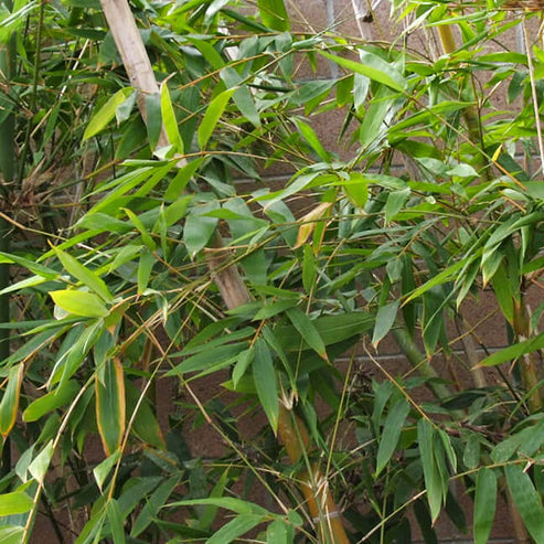 Giant Timber Bamboo | Plants Express