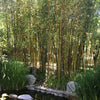 Giant Timber Bamboo