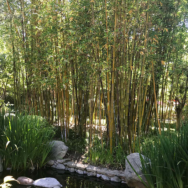 Giant Timber Bamboo, Bambusa oldhamii, Monrovia Plant