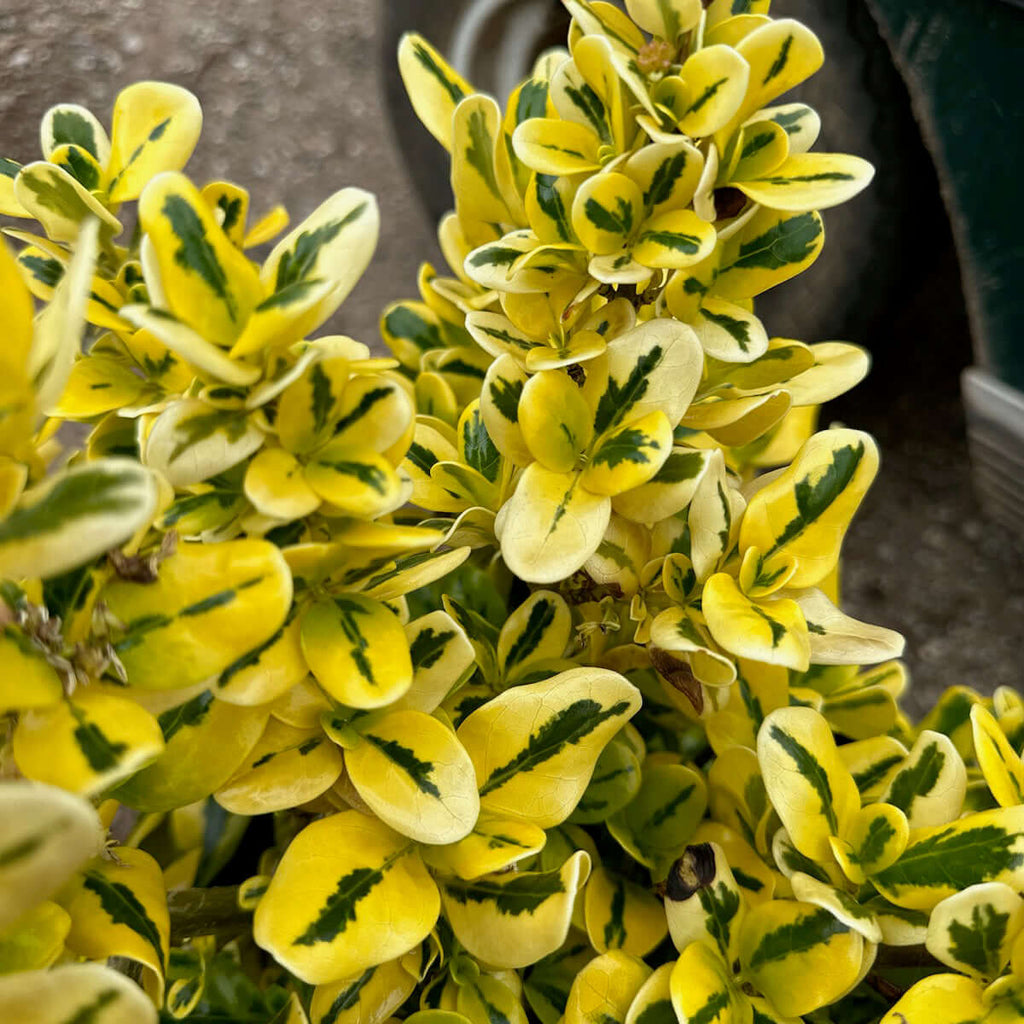 Coprosma 'Taupata Gold' ('Gold Splash')