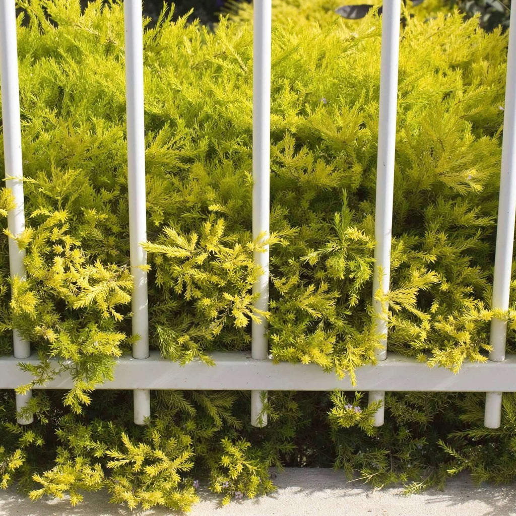 Sunset Gold Breath of Heaven (7863714578687)