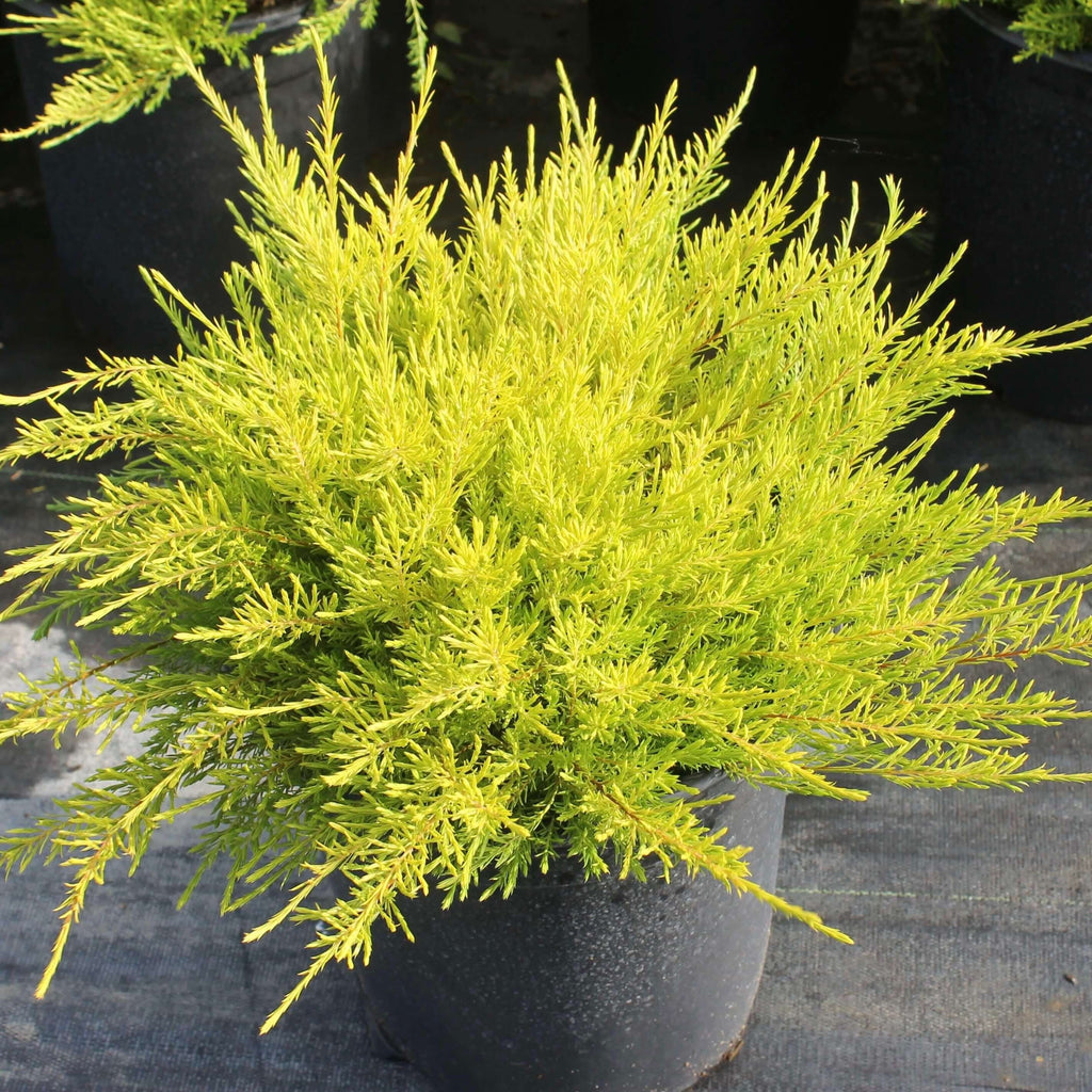 Sunset Gold Breath of Heaven (7863714578687)