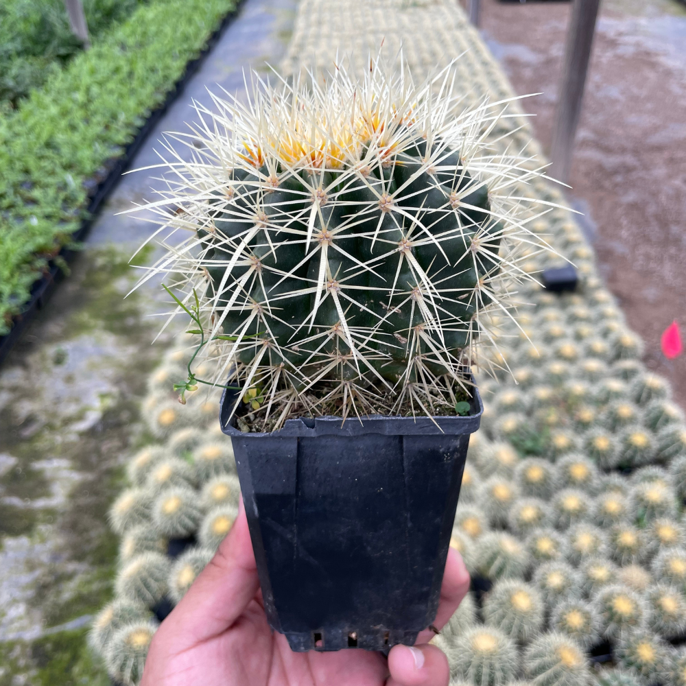 Golden Barrel Cactus