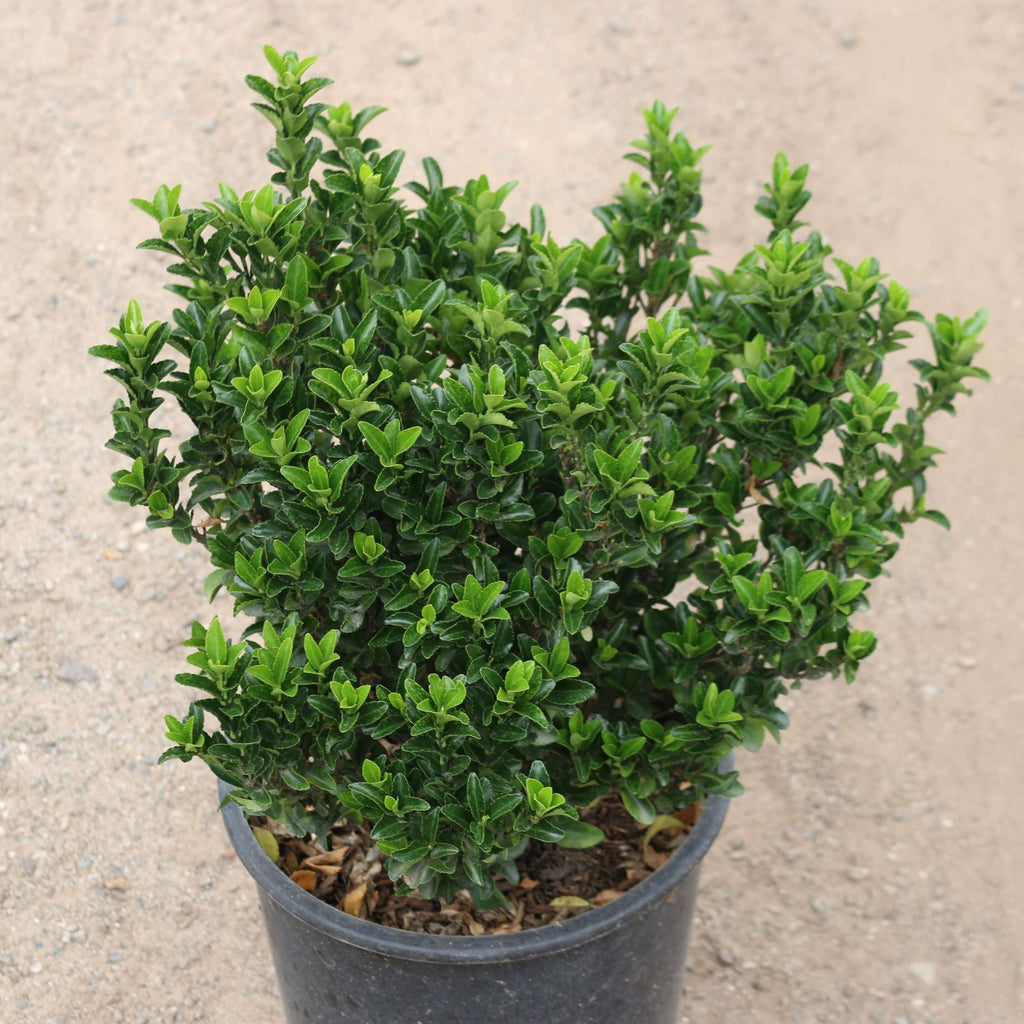 Green Spire Euonymus (7909600755967)