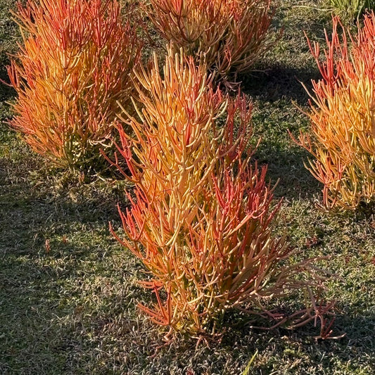 Red Pencil Cactus