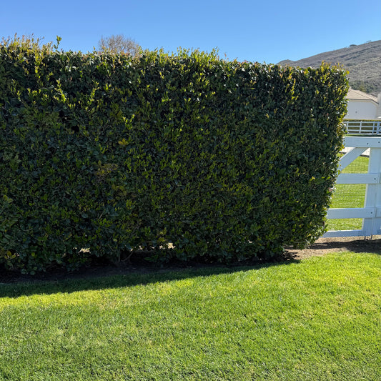 Waxleaf Privet Hedge