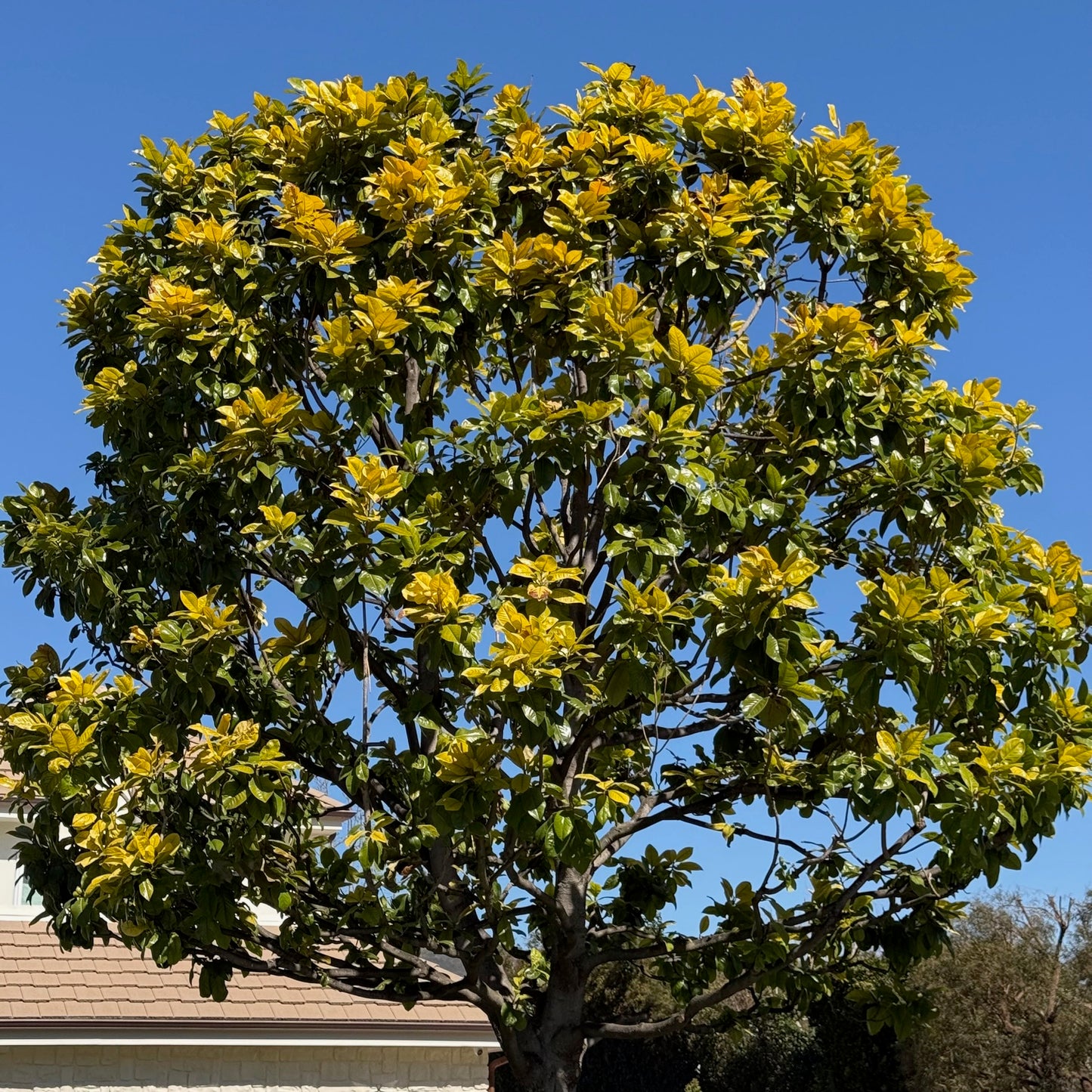 Southern Magnolia Tree