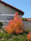 firestick pencil cactus Firestick Plant (Euphorbia tirucalli 'Sticks on Fire') – Plants Express