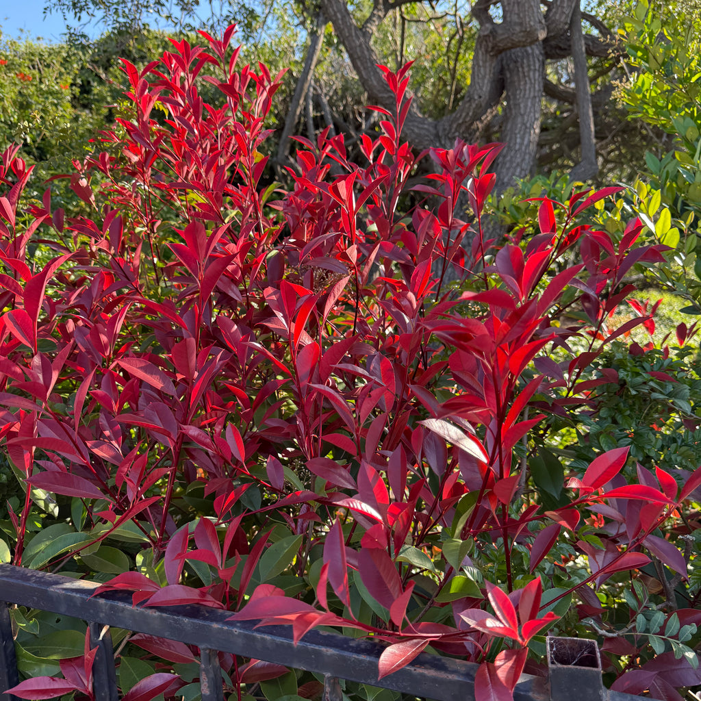 Red Tip Photinia