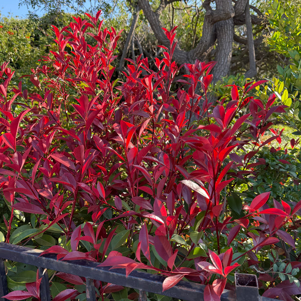 15 Gal. Red Tip Photinia (Photinia x fraseri Multi)