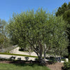 Wilson Olive Tree