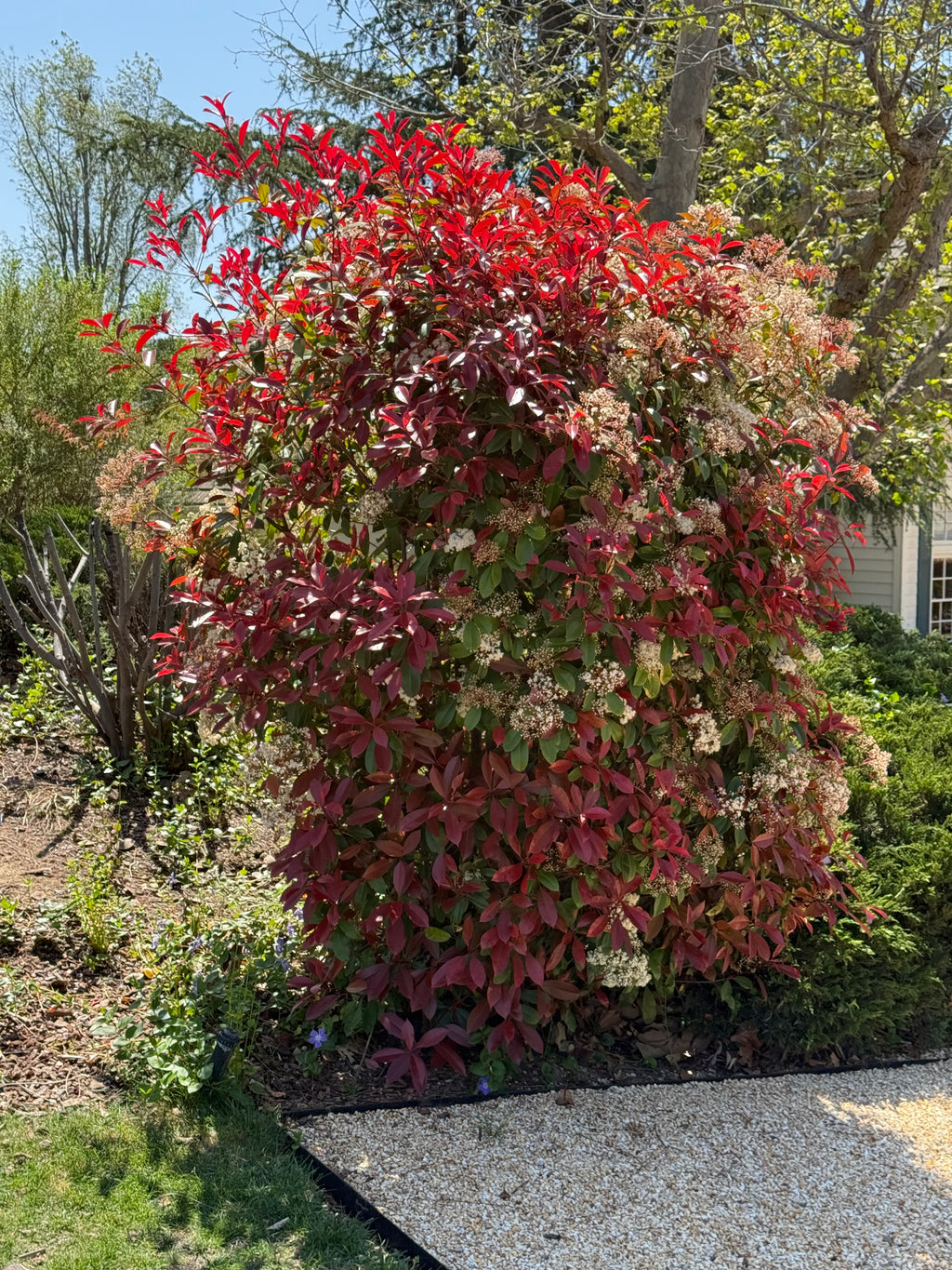 Red Tip Photinia