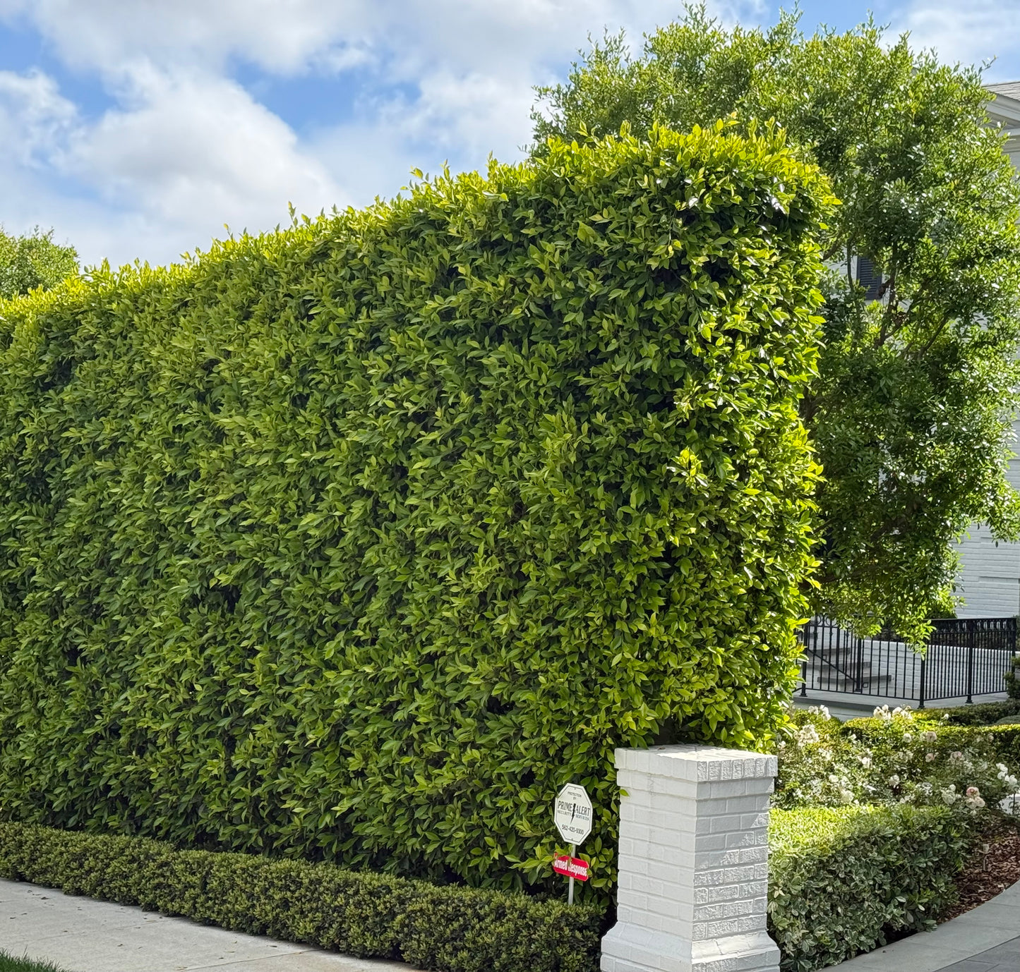 Indian Laurel