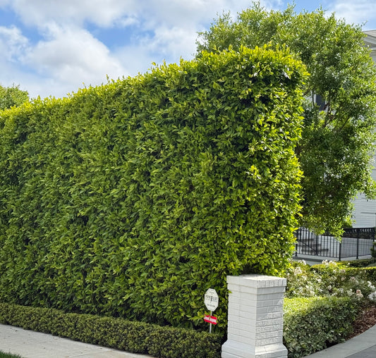 Indian Laurel