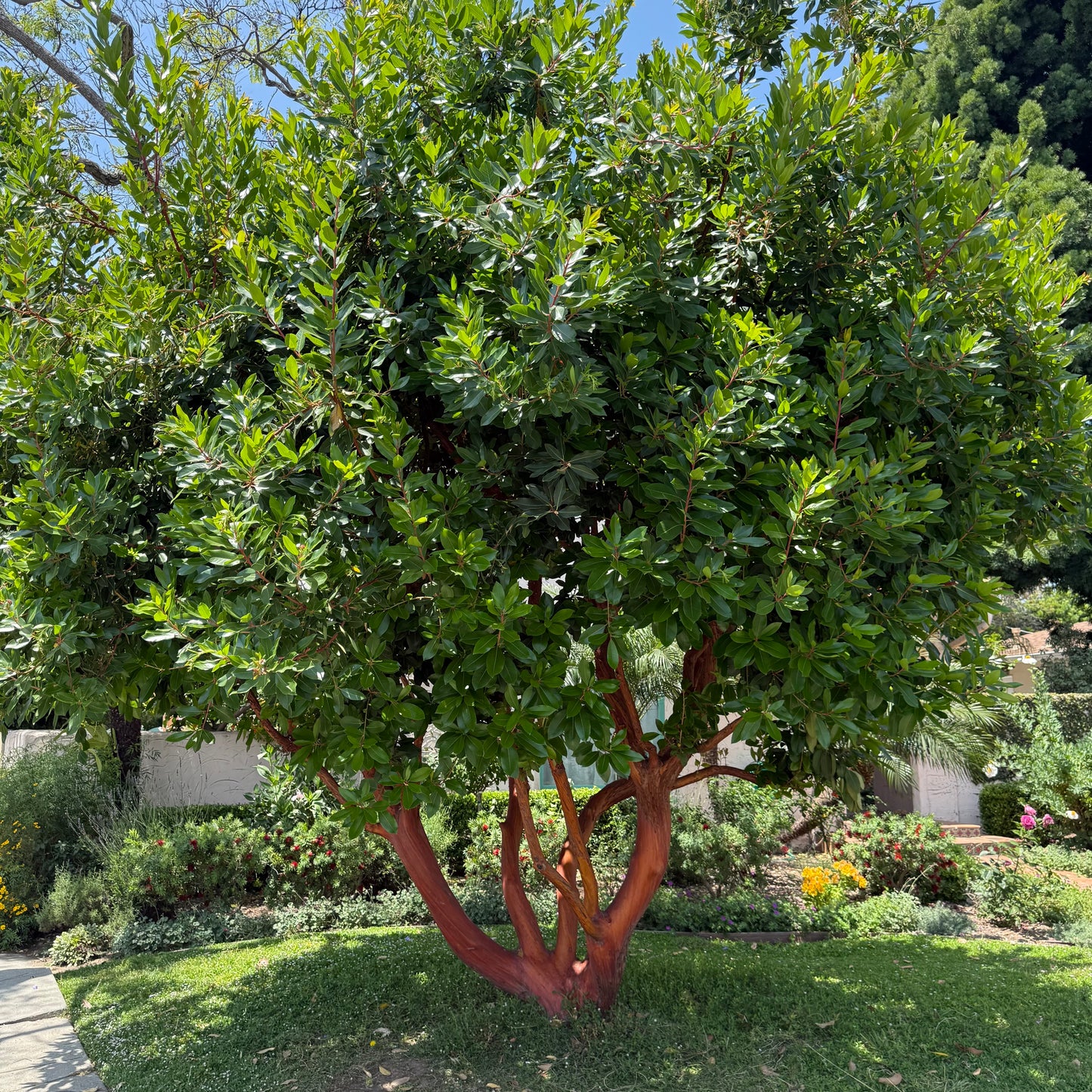 Marina Strawberry Tree Multi