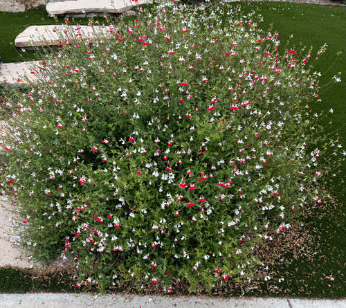 Hot Lips Sage