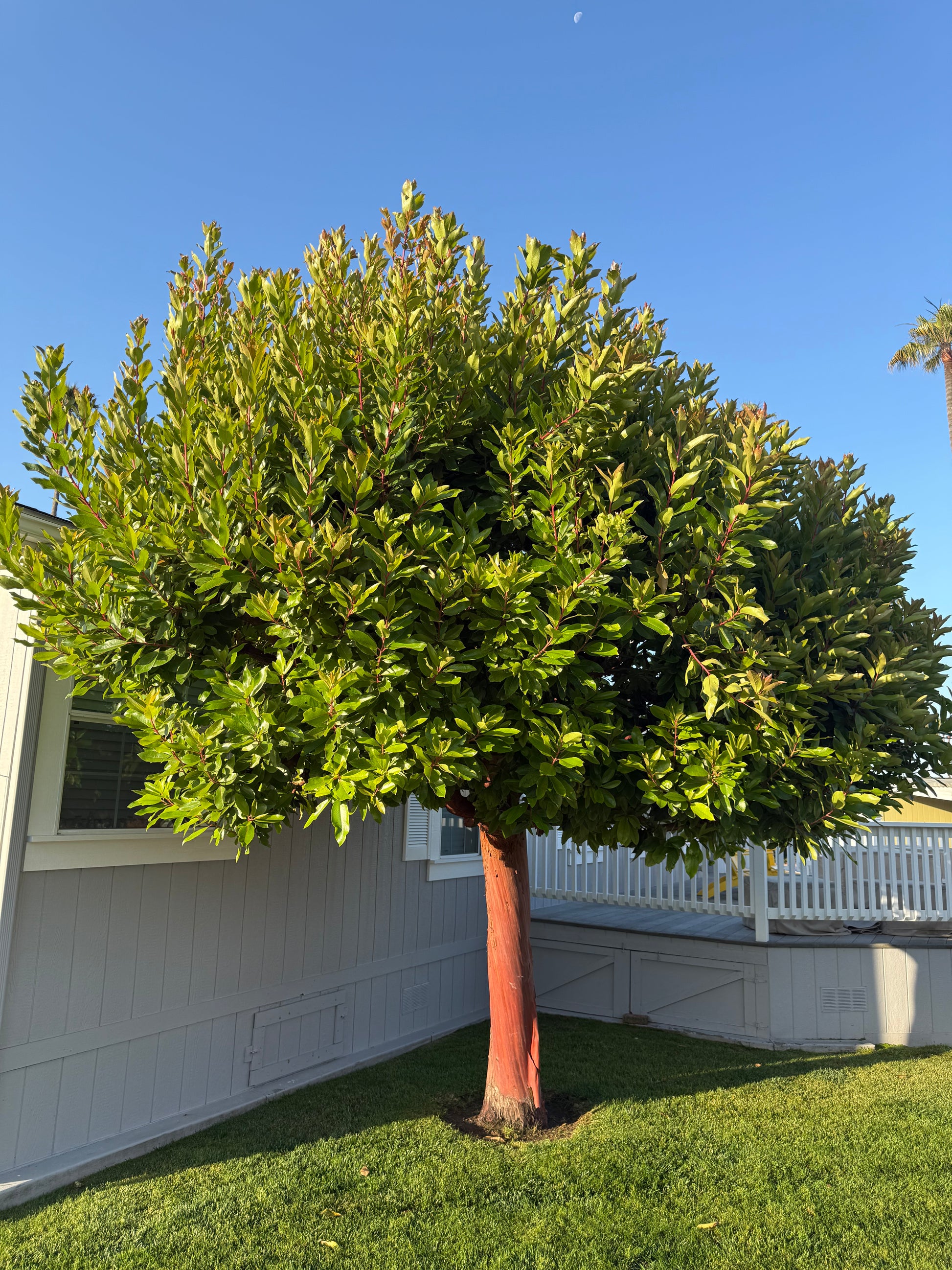 Arbutus 'Marina' (Standard) - Marina Strawberry Tree – Plants Express