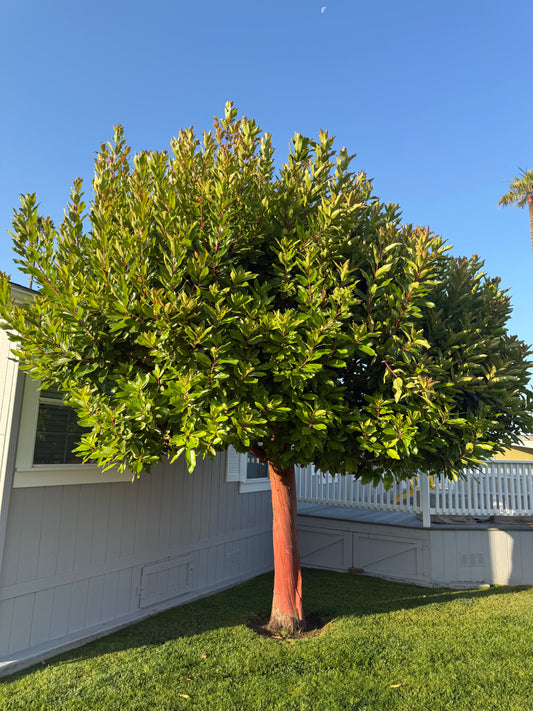 Marina Strawberry Tree Standard