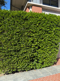 Carolina Cherry Laurel