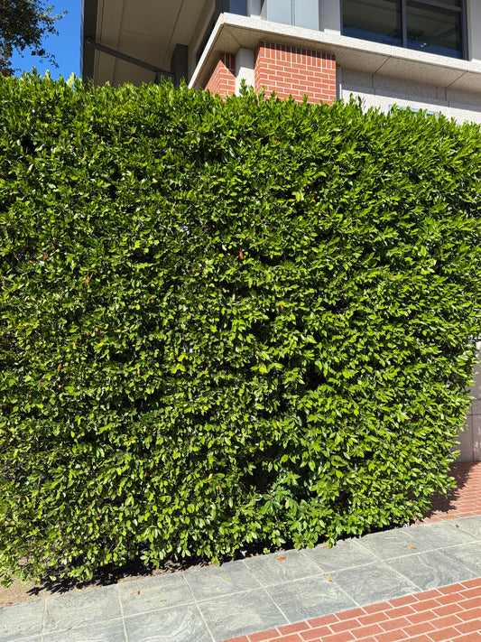 Carolina Cherry Laurel