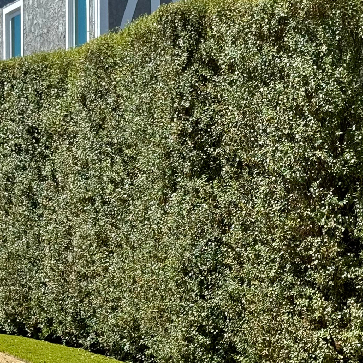 Pittosporum Silver Sheen