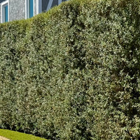 Pittosporum Silver Sheen