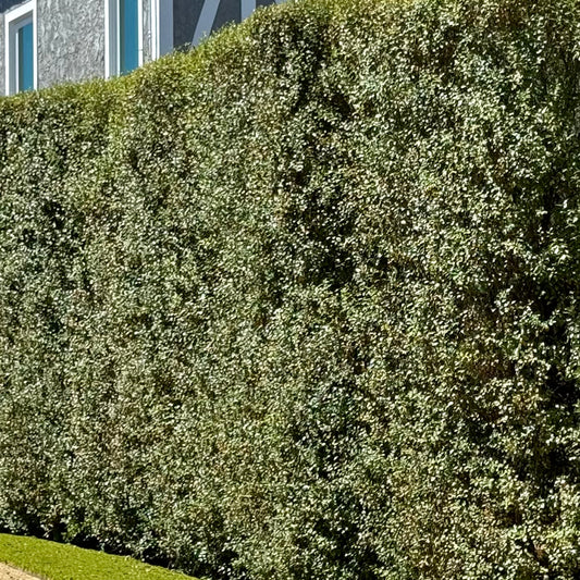 Pittosporum Silver Sheen