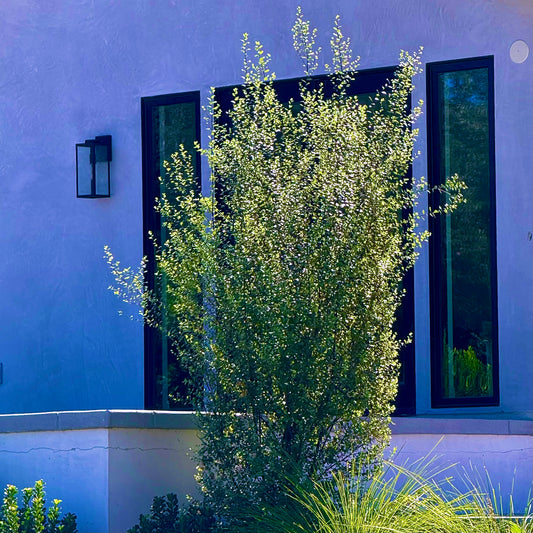 Pittosporum Silver Sheen