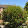 Wonderful Pomegranate