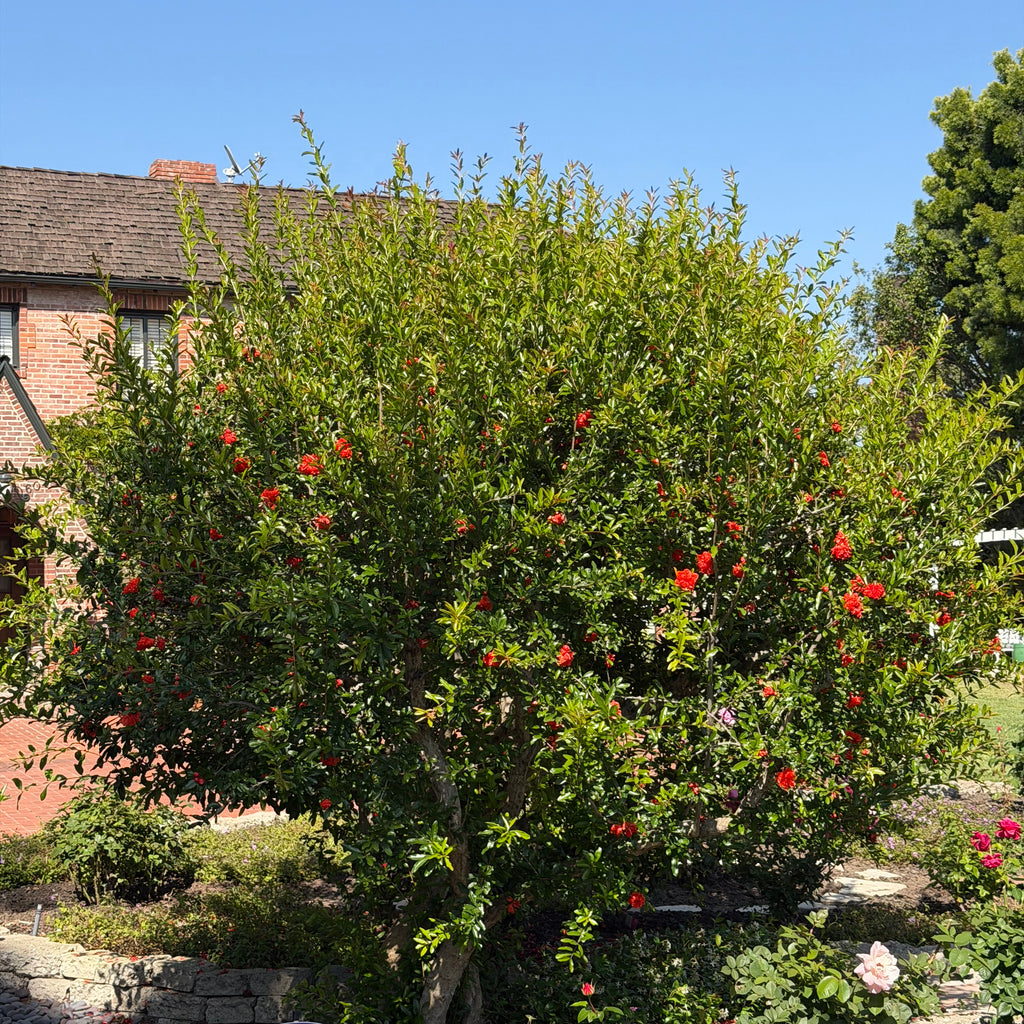 Wonderful Pomegranate