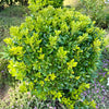 Wheeler's Dwarf Pittosporum
