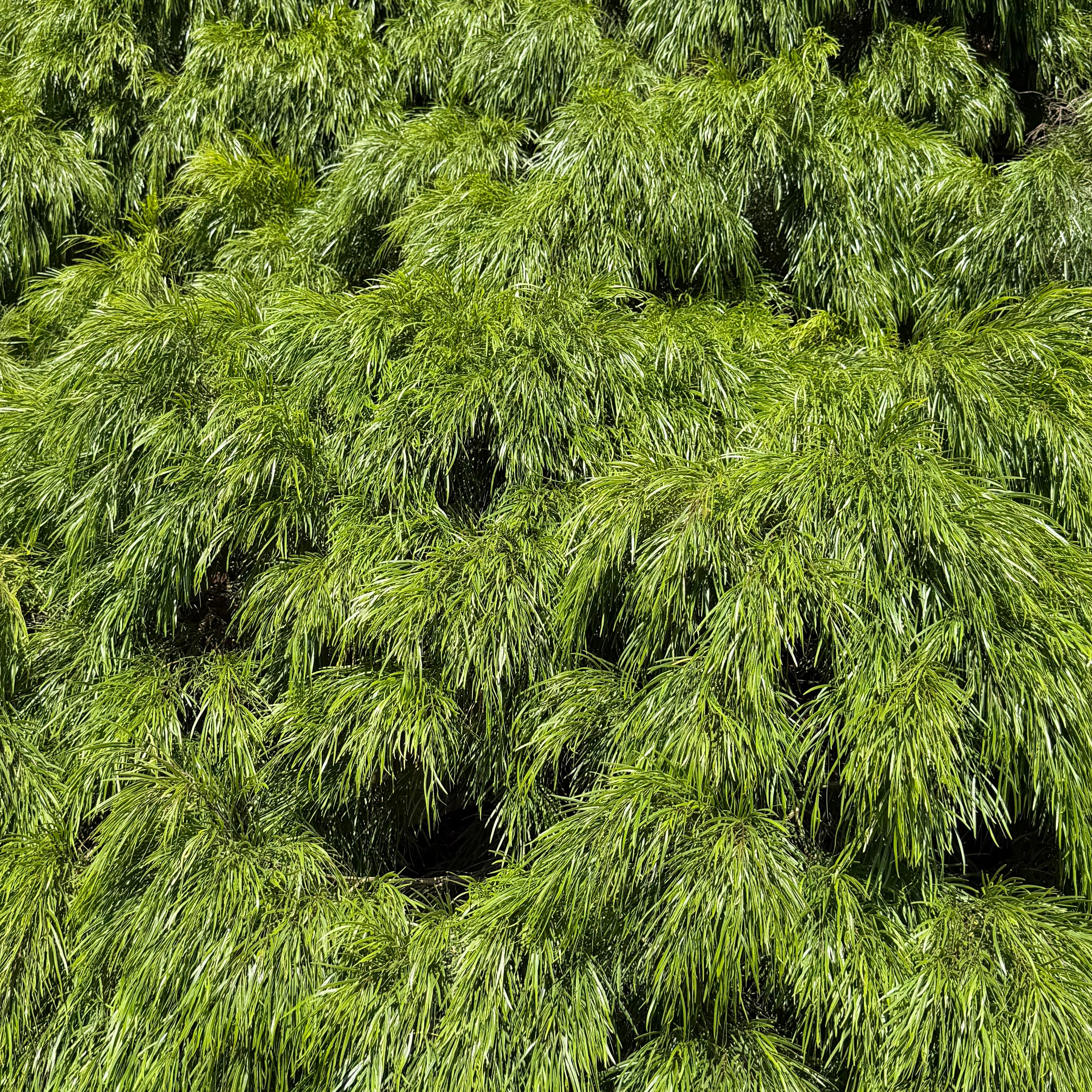 Plants Express Acacia Cousin Itt - Thumbnail 2