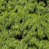 Acacia Cousin Itt