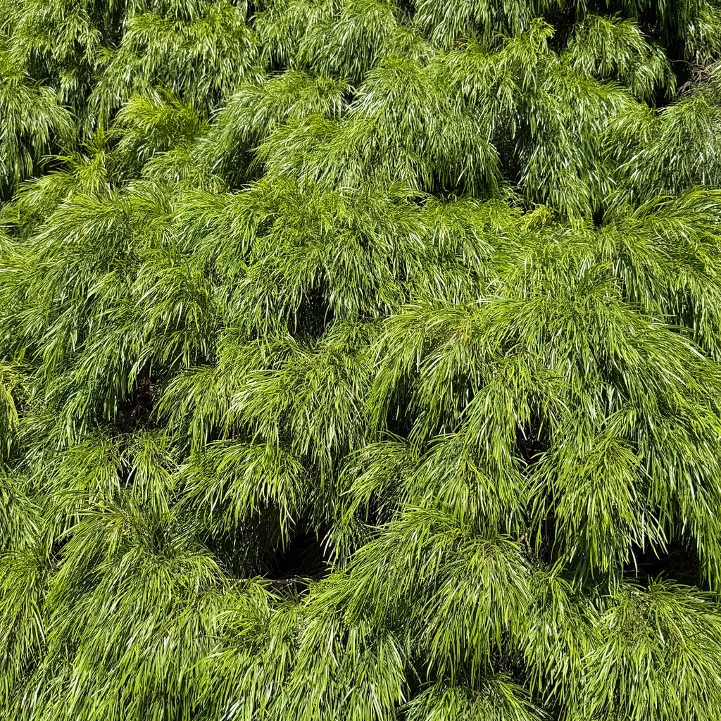 Acacia Cousin Itt