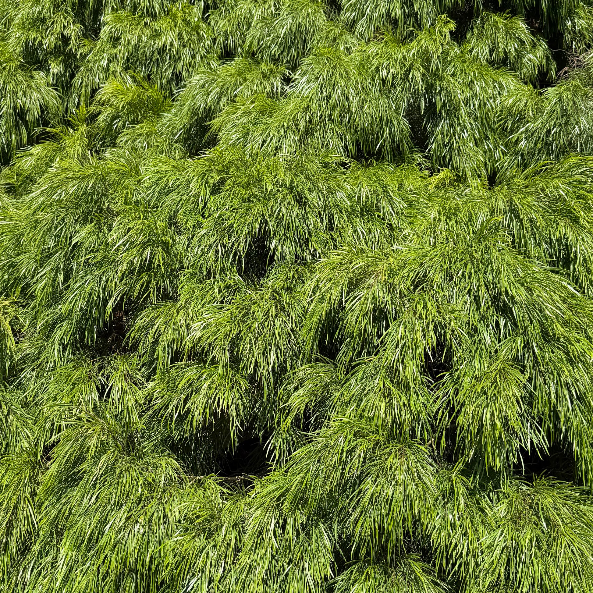 Acacia Cousin Itt