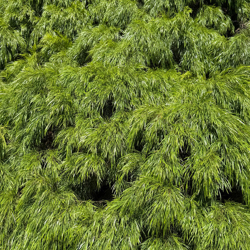 Acacia Cousin Itt