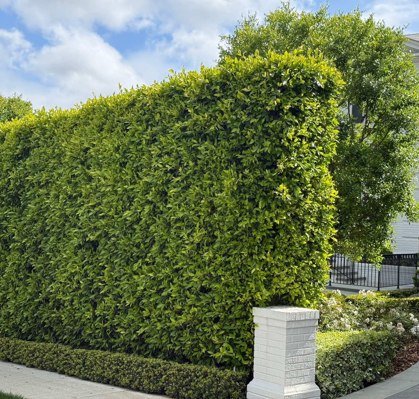 Indian Laurel