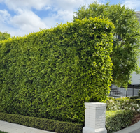 Indian Laurel
