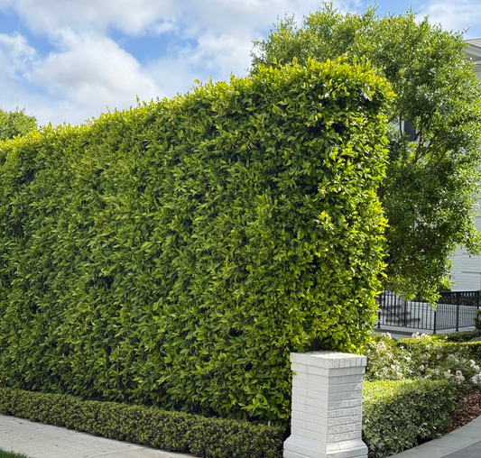 Indian Laurel