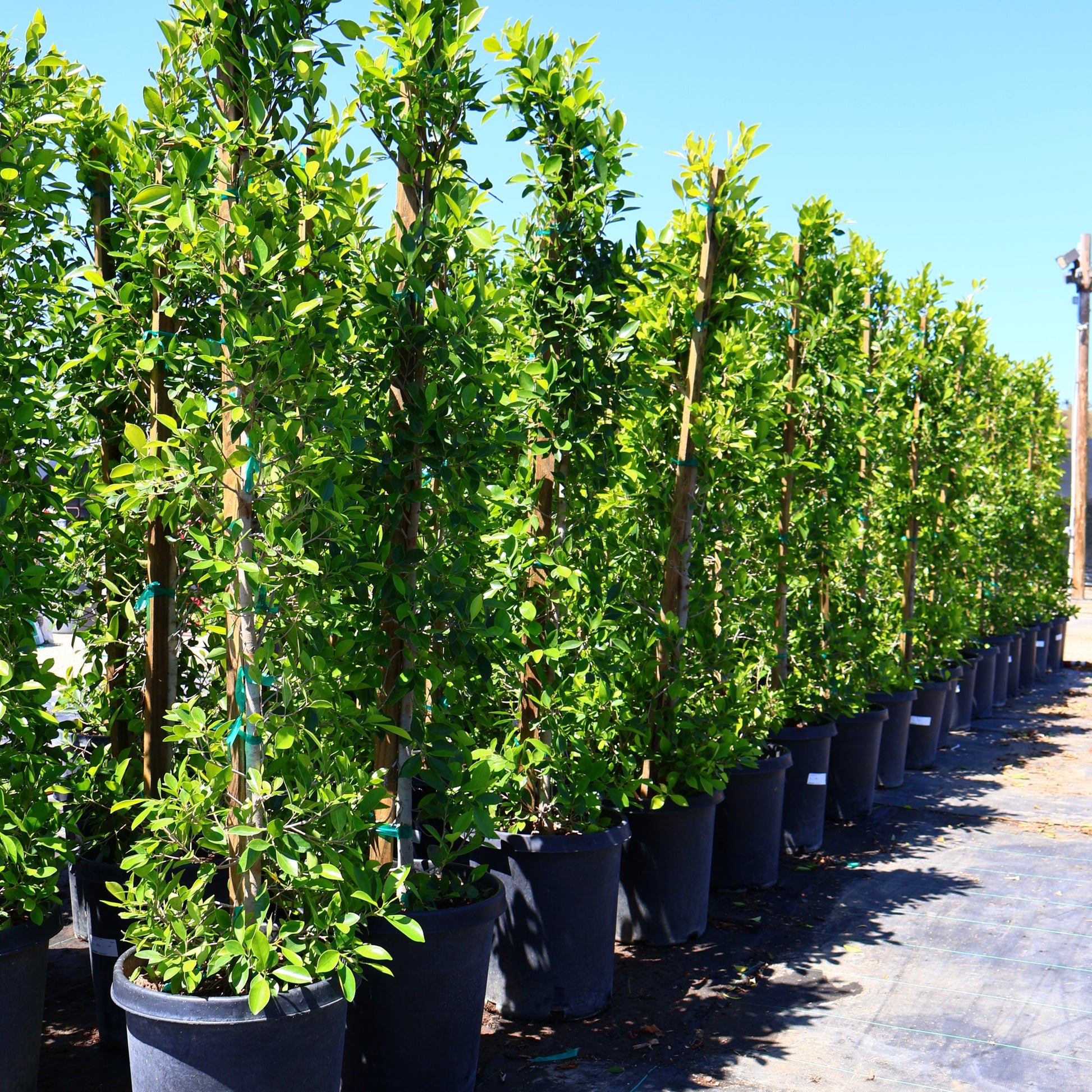 Indian Laurel – 15G