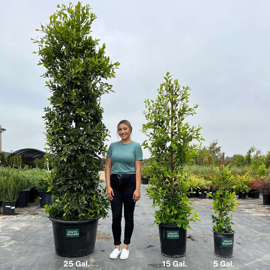 Indian Laurel Size Comparison