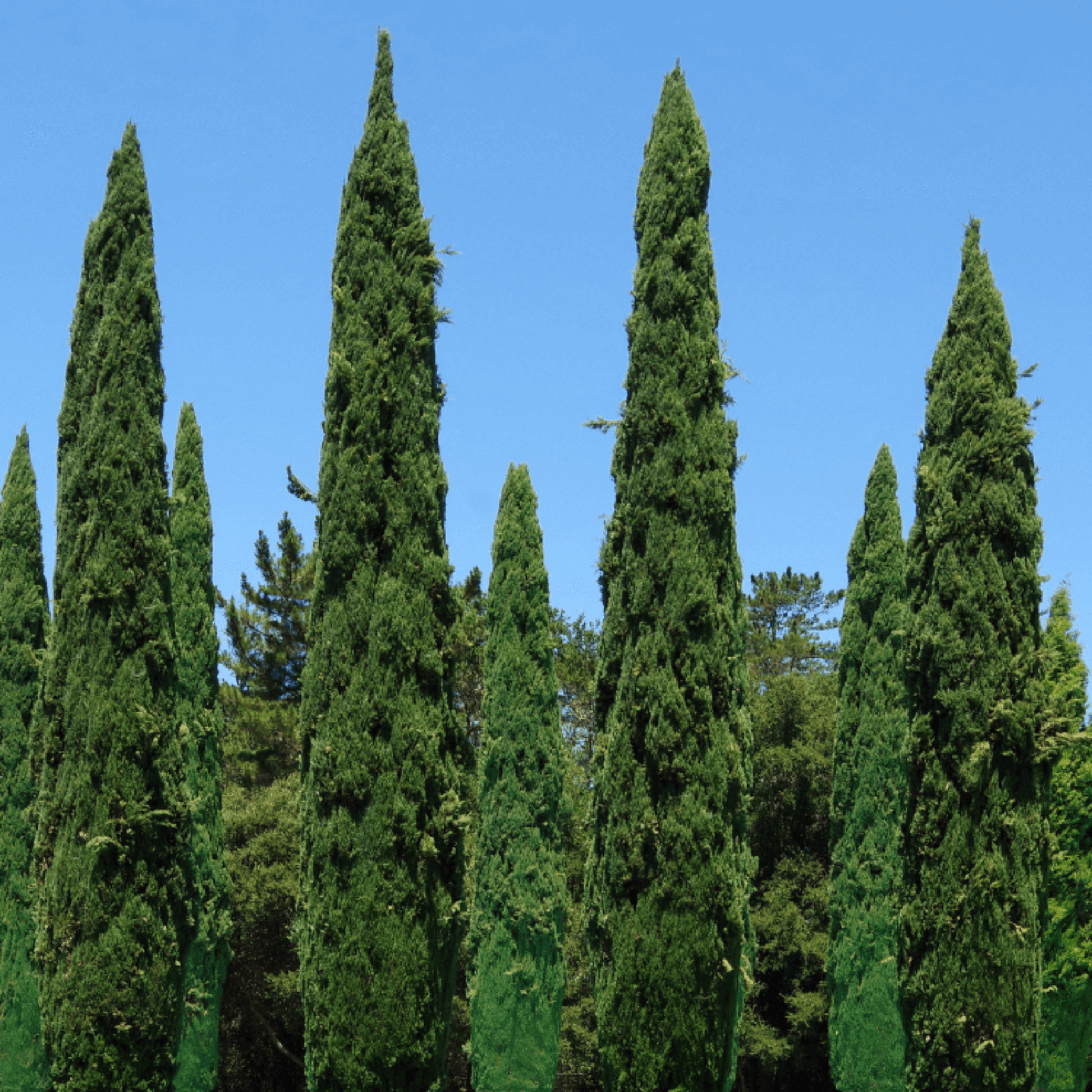 Italian Cypress Trees  4