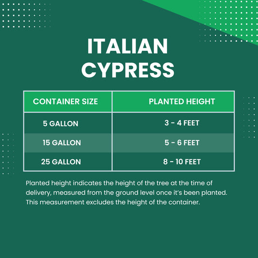 Italian Cypress trees Size Chart