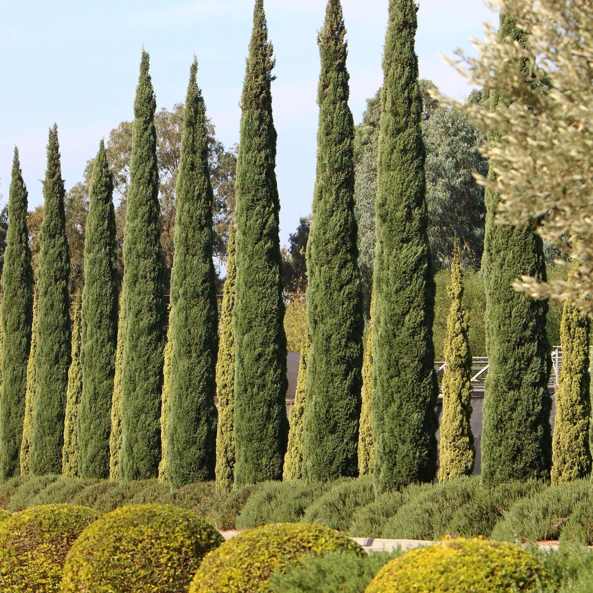 Cypress Tree Example Buy Italian Cypress Trees for Privacy | Plants Express