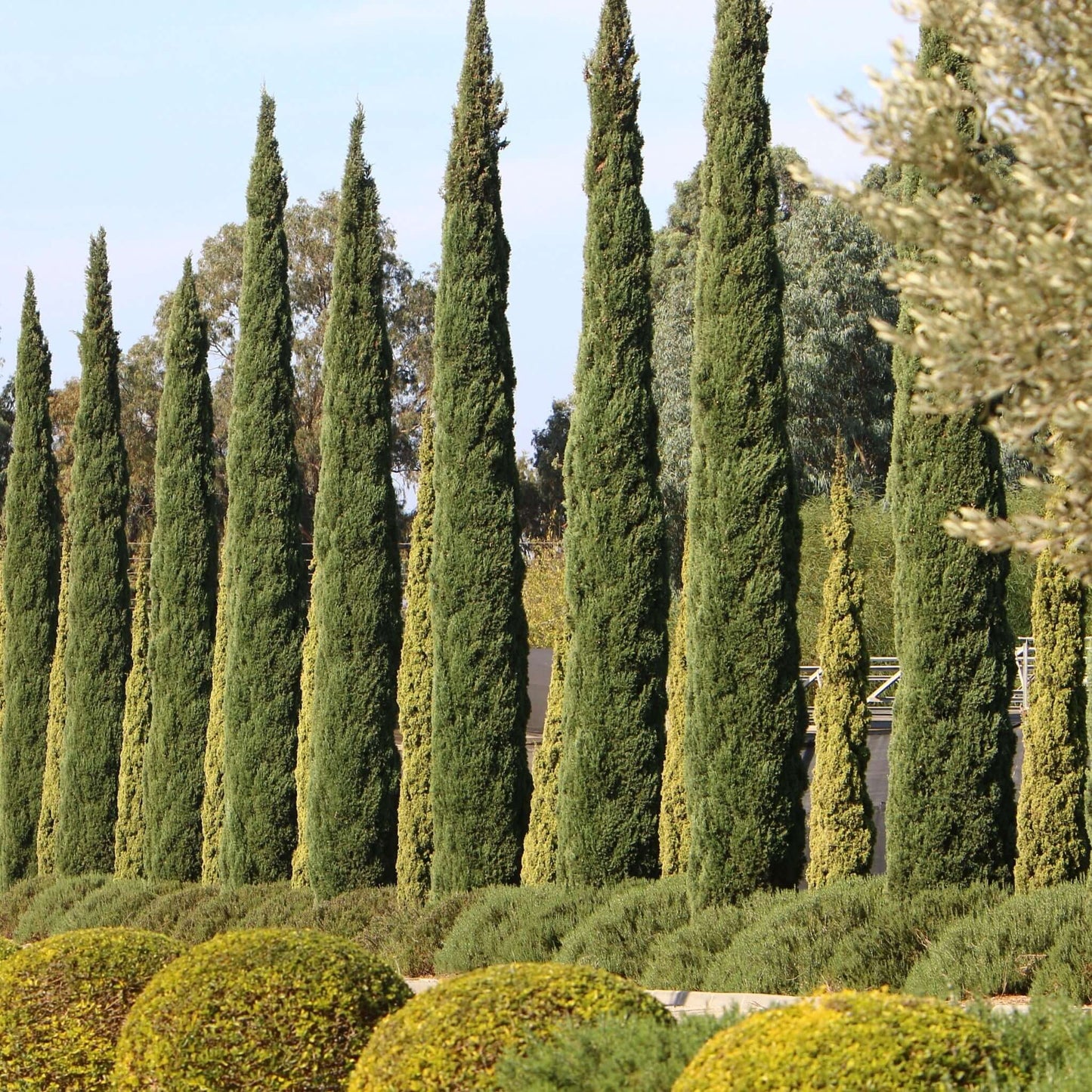 Italian Cypress Landscape 1