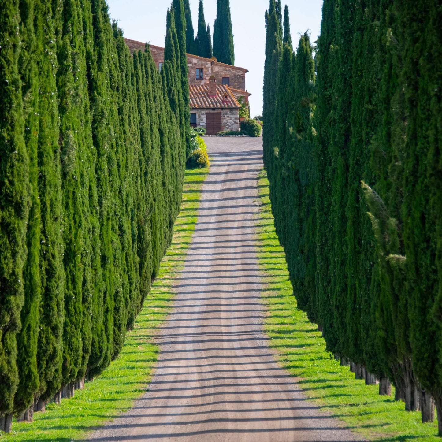 Italian Cypress Landscape 5