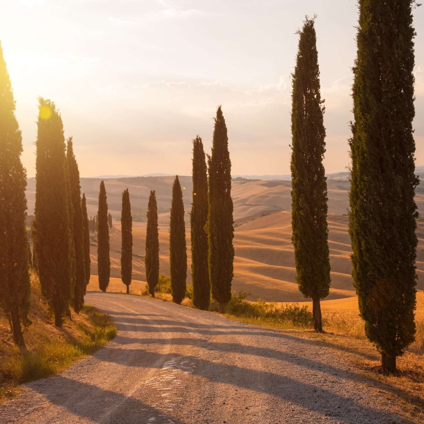 Italian Cypress Landscape 6