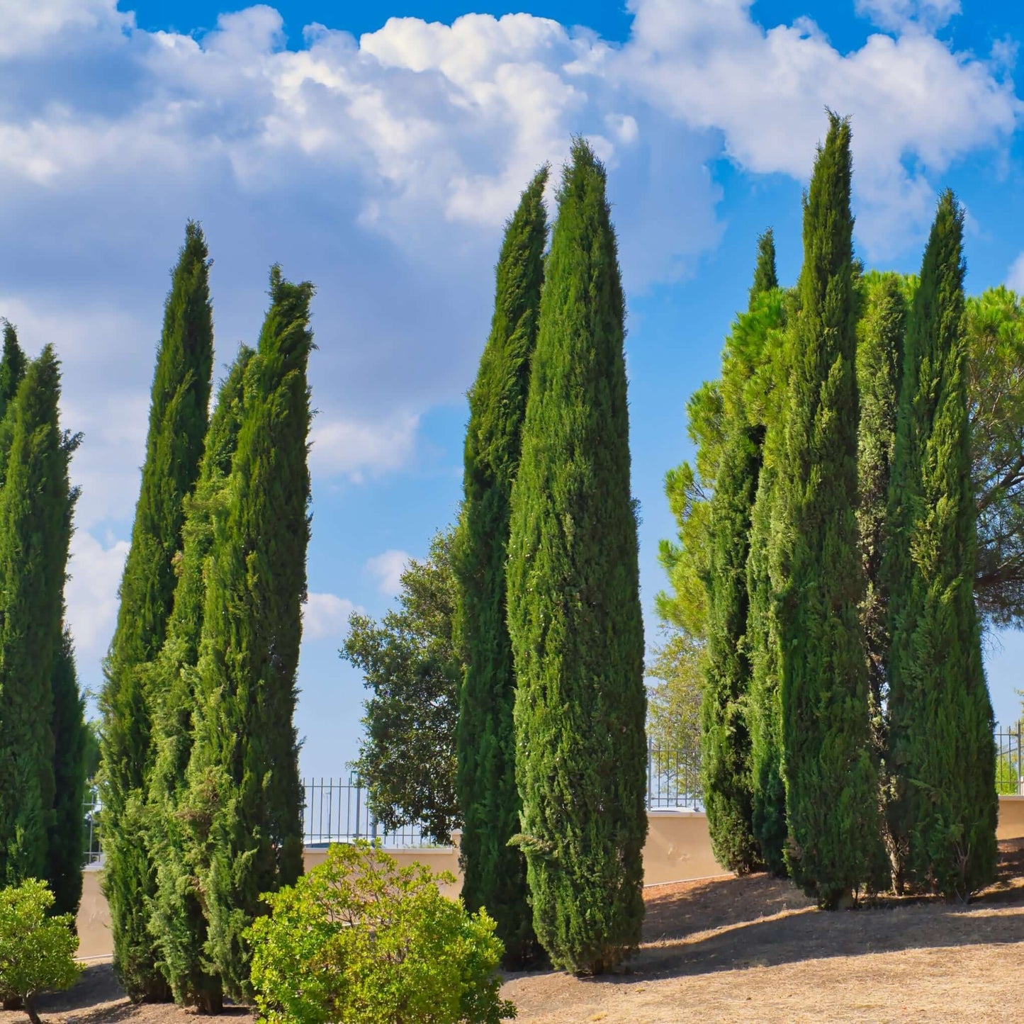 Italian Cypress Landscape 2